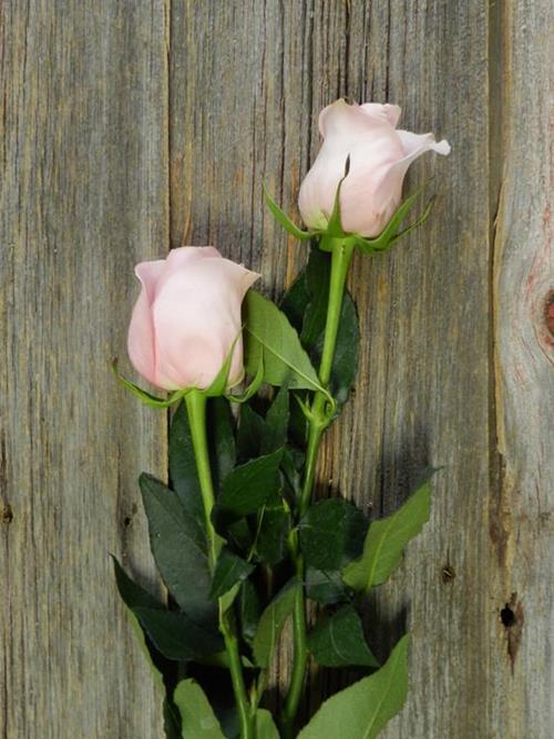 LUCIANO  LIGHT PINK ROSES